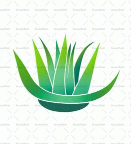 Aloe