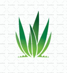 Aloe