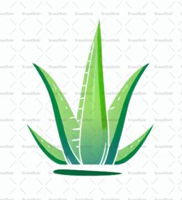 Aloe