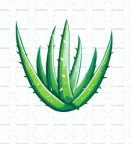 Aloe