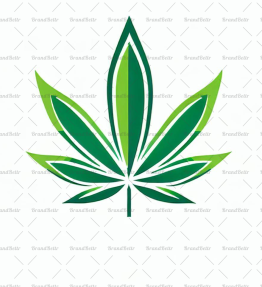Cannabis