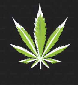 Cannabis