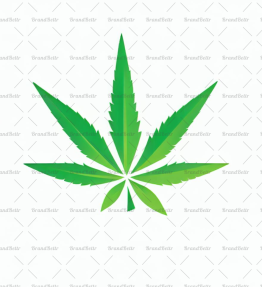 Cannabis