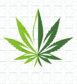 Cannabis
