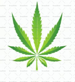 Cannabis