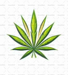 Cannabis