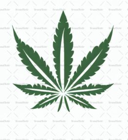 Cannabis