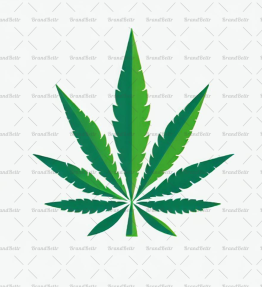 Cannabis