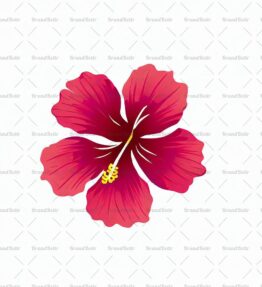 Hibiskus