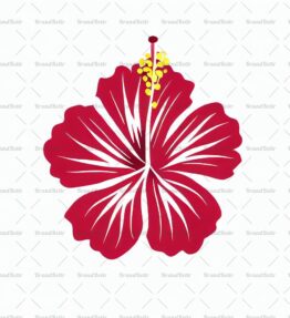 Hibiskus