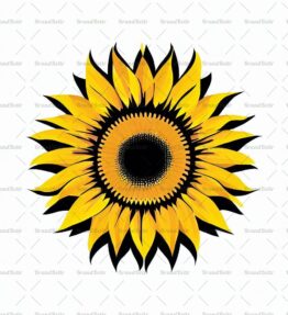 Sonnenblume