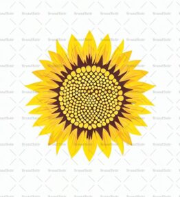 Sonnenblume