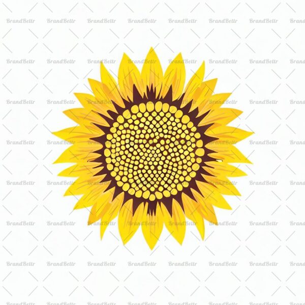 Sonnenblume
