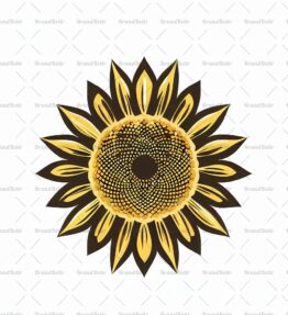 Sonnenblume
