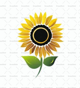Sonnenblume
