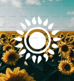 Sonnenblumenfeld