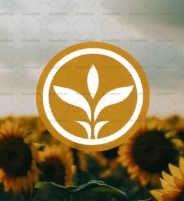 Sonnenblumenfeld