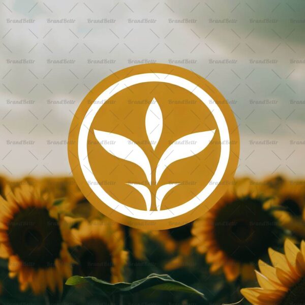 Sonnenblumenfeld