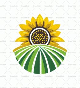 Sonnenblumenfeld