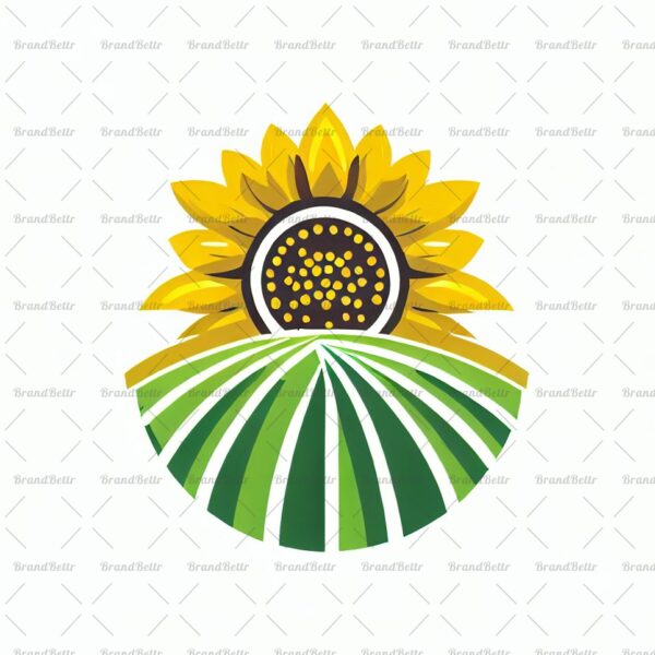 Sonnenblumenfeld